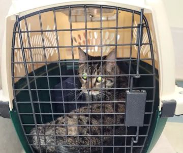 McBride Animal Hospital