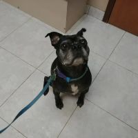 Amclare Veterinary Hospital ico