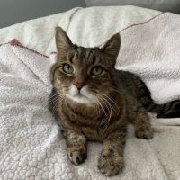 Summer Street Cat Clinic ico