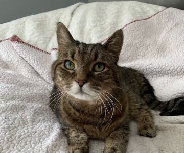 Summer Street Cat Clinic