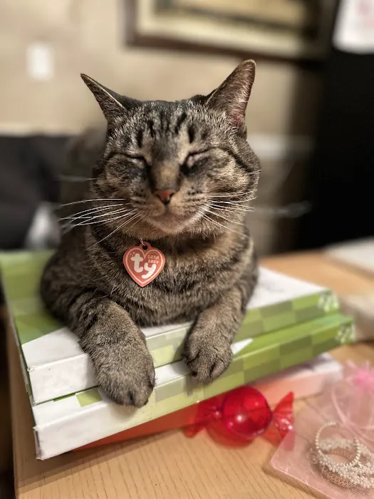 Summer Street Cat Clinic 3