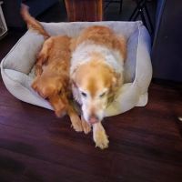 True Care Veterinary Hospital ico