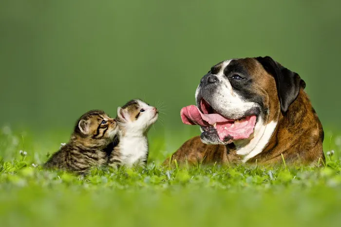 True Care Veterinary Hospital 4