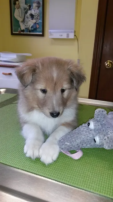 True Care Veterinary Hospital 5