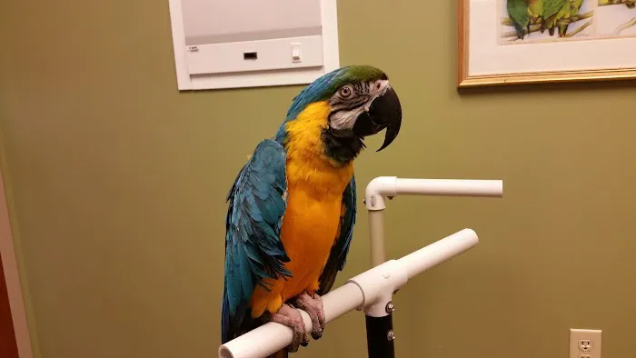 Specialized Care For Avian & Exotic Pets 1