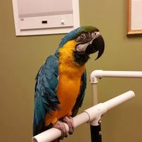 Specialized Care For Avian & Exotic Pets ico