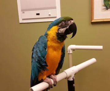 Specialized Care For Avian & Exotic Pets