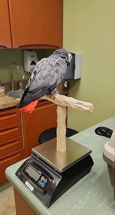 Specialized Care For Avian & Exotic Pets 2