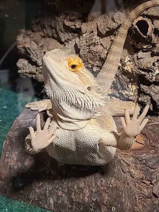 Specialized Care For Avian & Exotic Pets 4