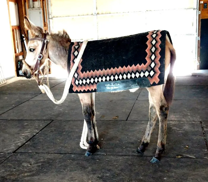 Premier Veterinary 3