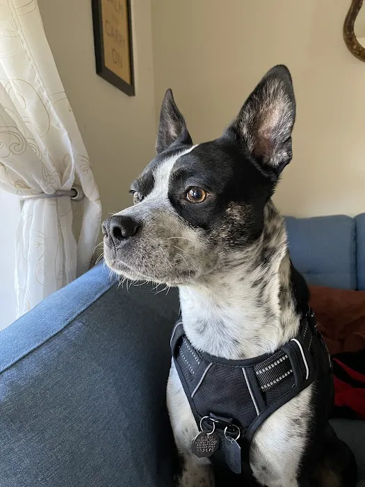 Ahimsa Rescue Foundation Spay/Neuter Clinic 3
