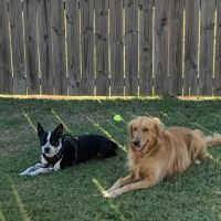 Ahimsa Rescue Foundation Spay/Neuter Clinic ico