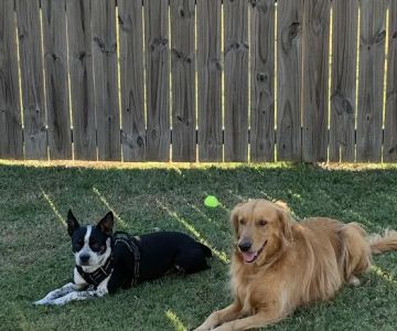Ahimsa Rescue Foundation Spay/Neuter Clinic