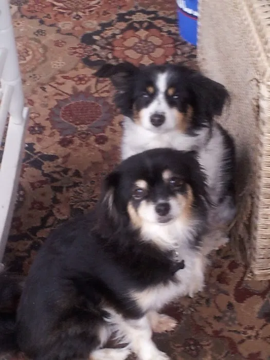 Ahimsa Rescue Foundation Spay/Neuter Clinic 4