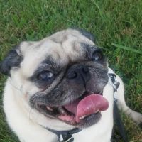 Sparkman Animal Clinic ico