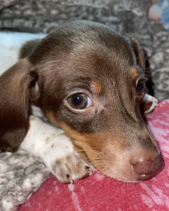 Sparkman Animal Clinic 7