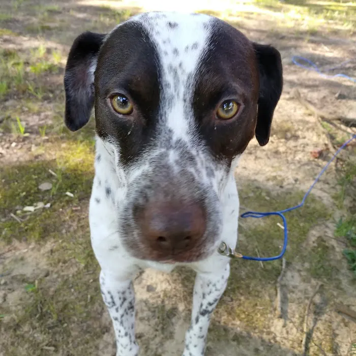 Sparkman Animal Clinic 10