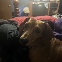 Le Flore County Veterinary ico