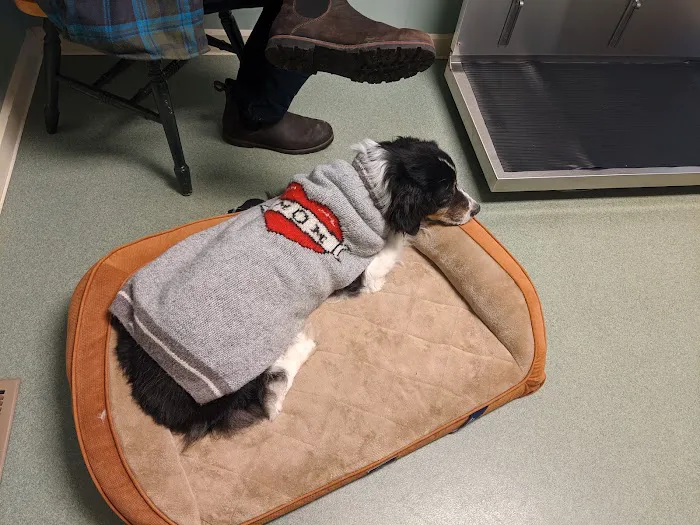 Village Veterinary 9