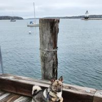 Veterinary and Rehabilitation Center of Cape Elizabeth ico