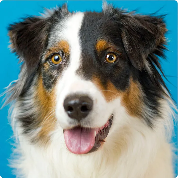 Veterinary and Rehabilitation Center of Cape Elizabeth 9