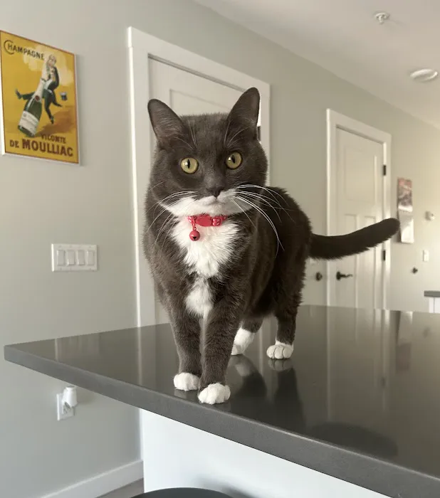 Veterinary and Rehabilitation Center of Cape Elizabeth 7