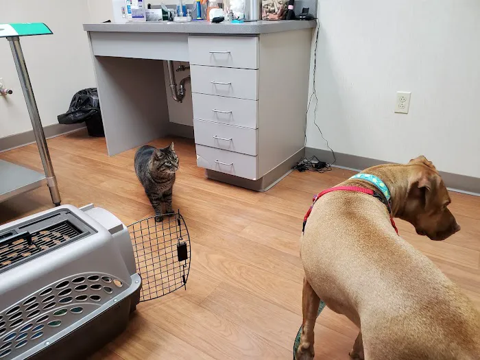 Cape Veterinary Clinic 1