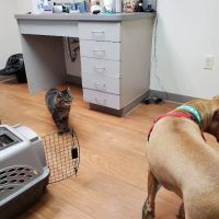 Cape Veterinary Clinic ico