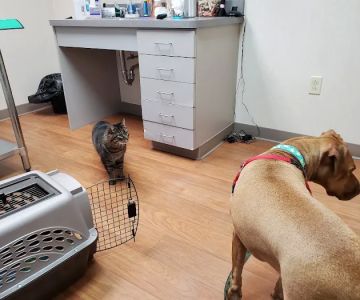 Cape Veterinary Clinic