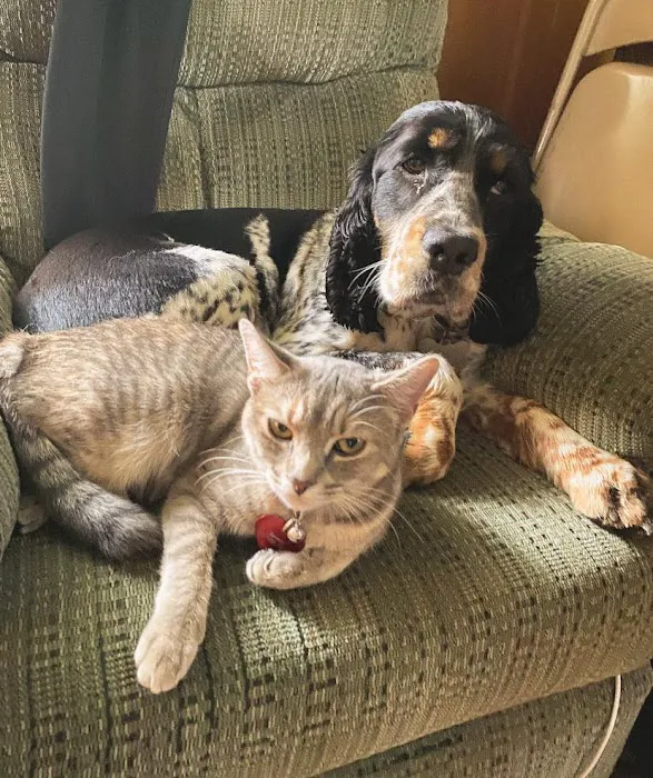 Cape Veterinary Clinic 4