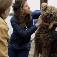 Island Veterinary Service ico