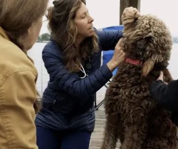 Island Veterinary Service