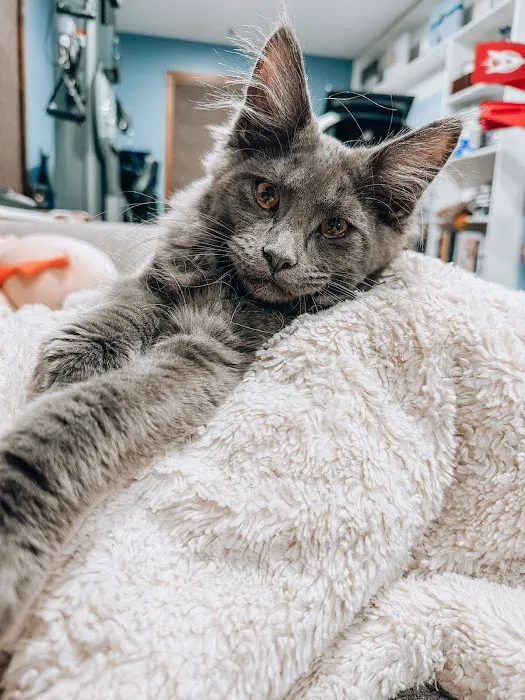Community Spay-Neuter Clinic 7