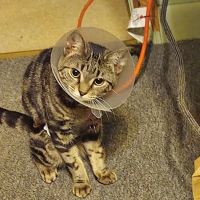 Community Spay-Neuter Clinic ico