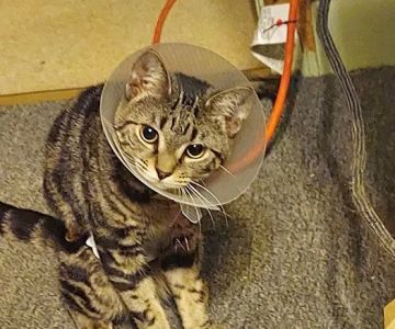 Community Spay-Neuter Clinic