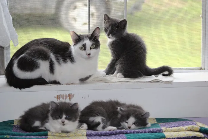Community Spay-Neuter Clinic 10
