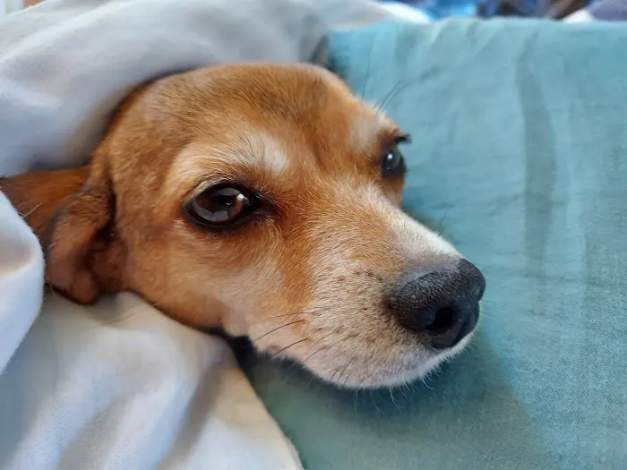 Topsham Veterinary Wellness Center 5