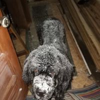 Topsham Veterinary Wellness Center ico