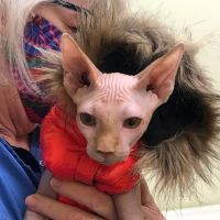 Sunray Animal Clinic ico