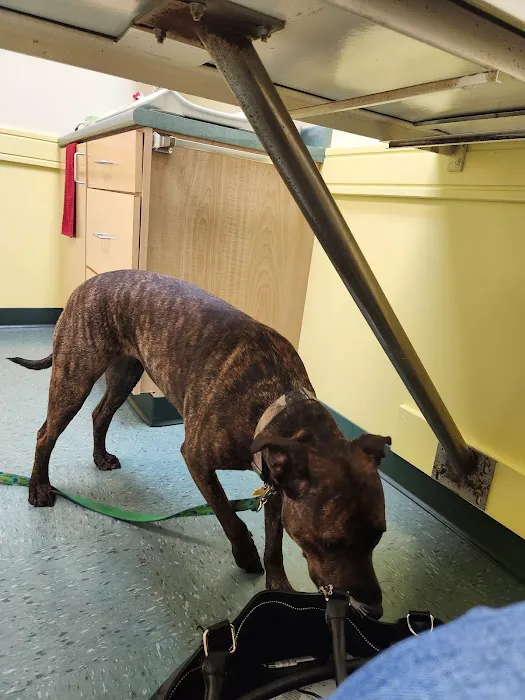 Sunray Animal Clinic 10