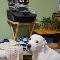 Mountain View Animal Hospital: Leavey Patrick DVM ico