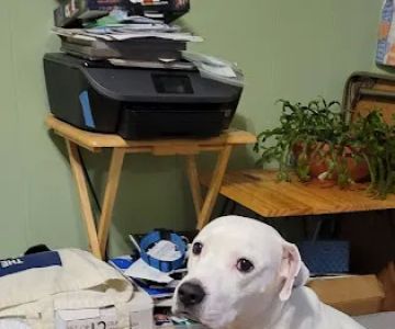 Mountain View Animal Hospital: Leavey Patrick DVM