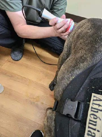 Mountain View Animal Hospital 1