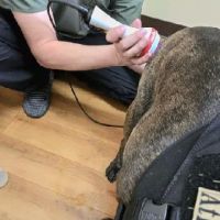 Mountain View Animal Hospital ico