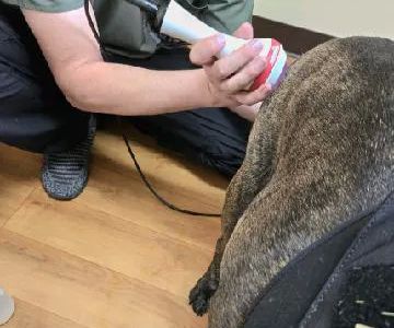 Mountain View Animal Hospital