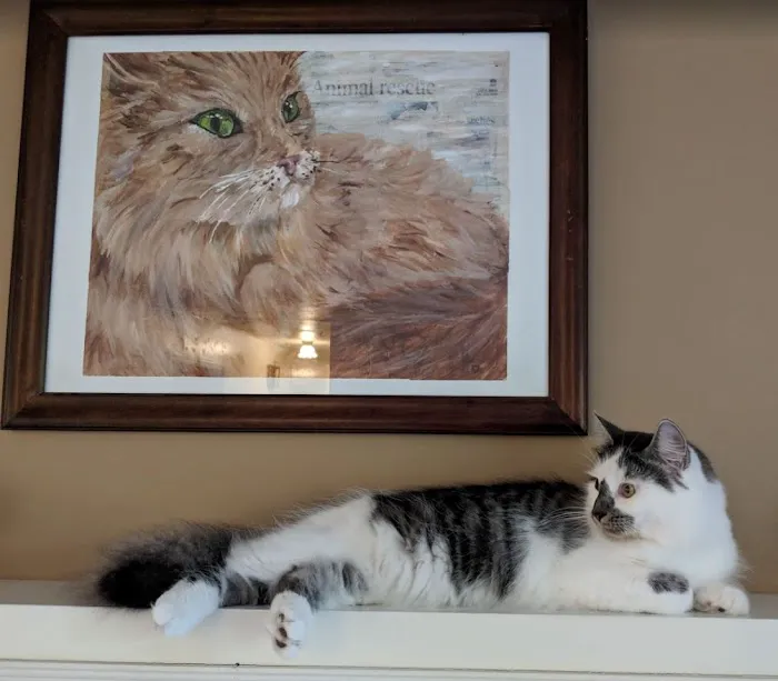 Mountain View Animal Hospital 9