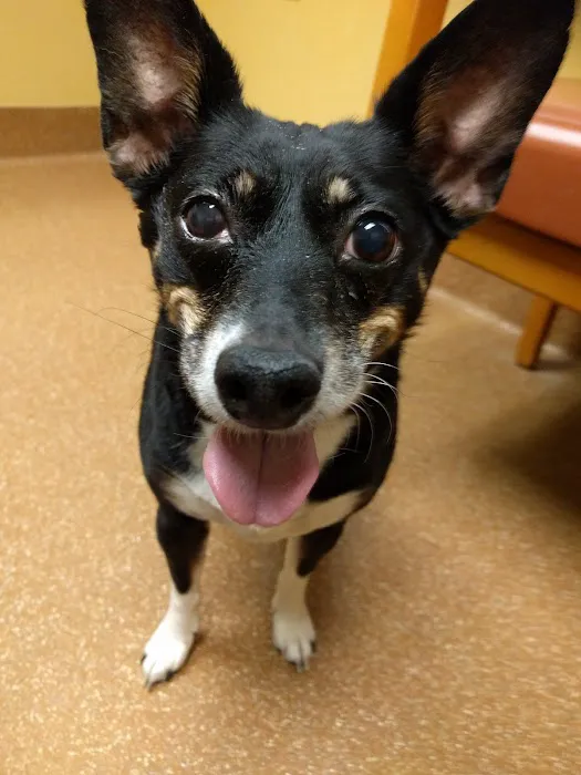 Mountain View Animal Hospital 8