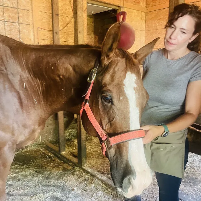 Large Animal Medical Associates 1