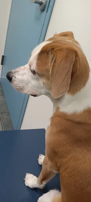 VCA Fitzgerald Animal Hospital 3