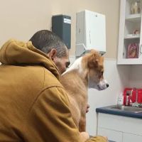 VCA Fitzgerald Animal Hospital ico